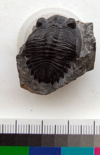 Trilobit hollardops sp - trilobit,,