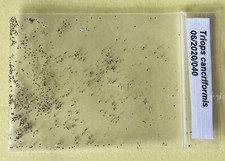 Pure Triopseier aus eigener