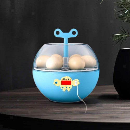 Eier inkubator sichtbar - eier,