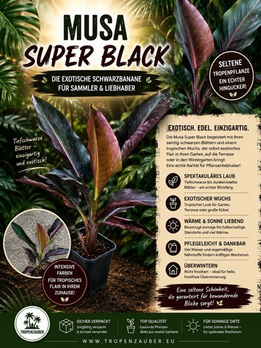 Musa papua super black - papua,