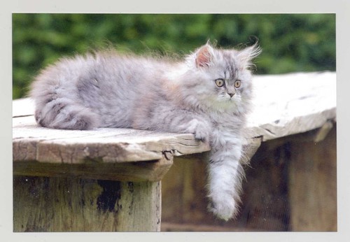 Postkarte katze neu - 15,