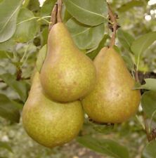 Säulenbirne Decora Herbstbirne Birnenbaum süß aromatische Birne Säule