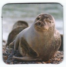 Kühlschrank - Magnet