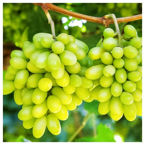 Kernlose weintraube weinrebe - weintraube,
