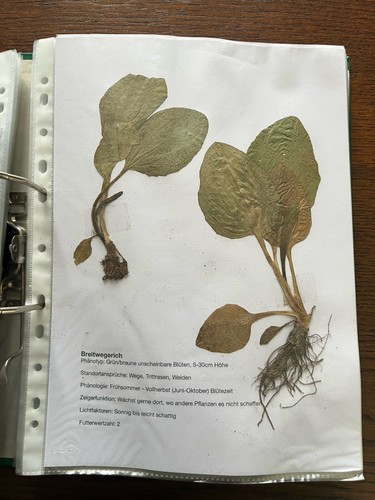 Herbarium revierjäger - herbarium,