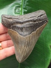 10,6 cm sehr scharfer Zahn des