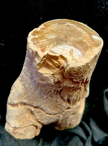 Versteinertes holz eine seite - versteinertes,