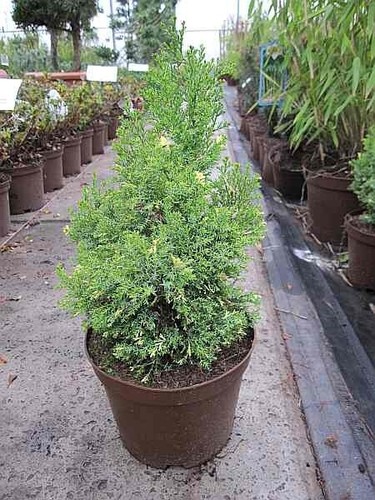 Chamaecyparis obtusa saffron - chamaecyparis,