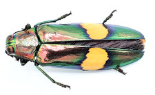 Buprestidae, Chrysochroa