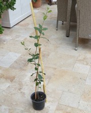 Mediterrane Steineiche (Quercus ilex), ostdeutsche Selektion bis -25°C