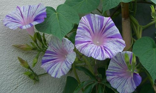 Trichterwinde prunkwinde - prunkwinde, 30
