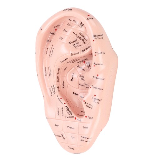 17cm akupunkturpunkte ohr - 17cm,