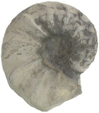 Trias  Ceratites spinosus
