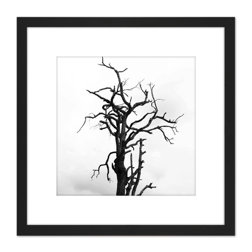 Einsamer toter baum silhouette - einsamer,