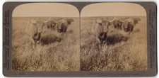 Stereo-Fotografie Underwood &