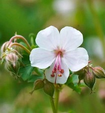 10 Rhizome Berg Storchschnabel