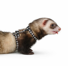 Frettchen Geschirr  Designe