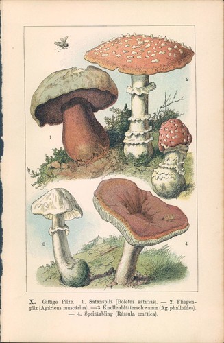 Lithographie steindruck - lithographie,