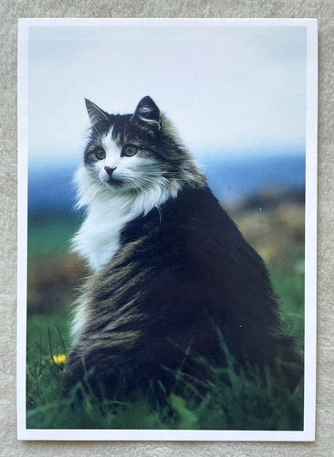 Postkarte katze fernweh - katze,