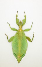 Leaf Insect -Phylliidae