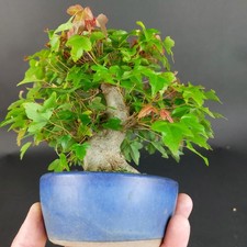 Bonsai - Dreispitzahorn, Acer Buergerianum, Shohin, Japan