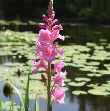Zwiebeln rosa Sumpf-Gladiole