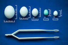 Nesteier je5x Exoten-Kanarien-Wellensittich-Nymphen/Großsittich-1x Taube/Papagei