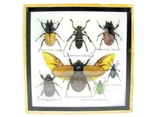 Einzelstück - echte