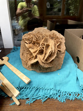 große Sandrose oder Wüstenrose