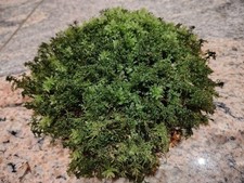 Terrarium Moos Hügel 6er Set