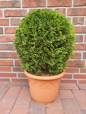 Thuja occidentalis Smaragd -