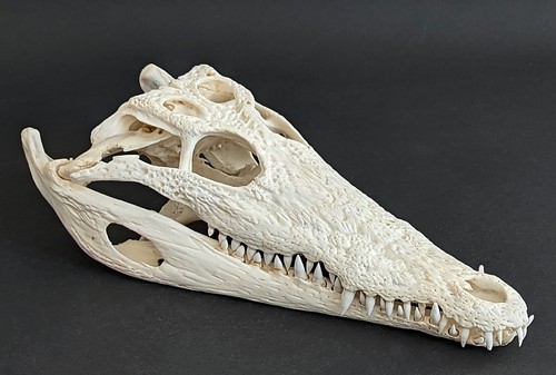 Krokodilschädel crocodylus - krokodilschädel,