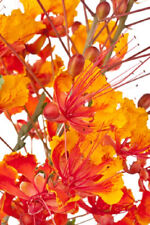 Wundervolle Blüten Caesalpinia pulcherrima Paradiesvogelstrauch 100 Samen