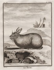 Hase rabbit lapine hare Hasen