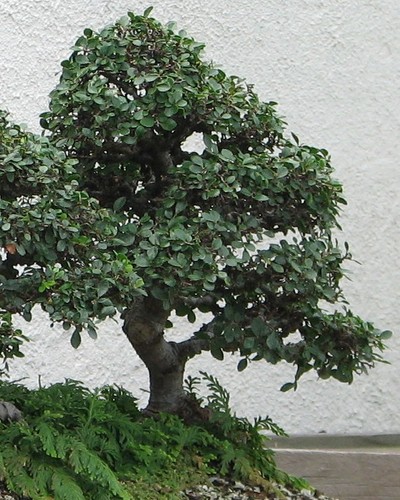 Samen chinesische ulme - samen,