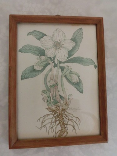 Botanische illustration von - botanische,