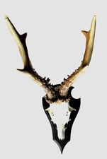 Kleines Hirschgeweih gebraucht