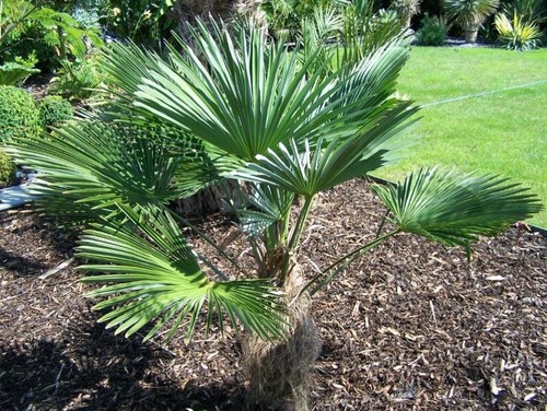 Samen winterharte hanfpalme - winterharte,