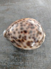  Tigermuschel Cypraea tigris