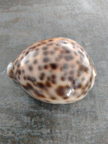 Tigermuschel cypraea tigris - tigermuschel,