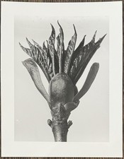 Karl Blossfeldt, horse