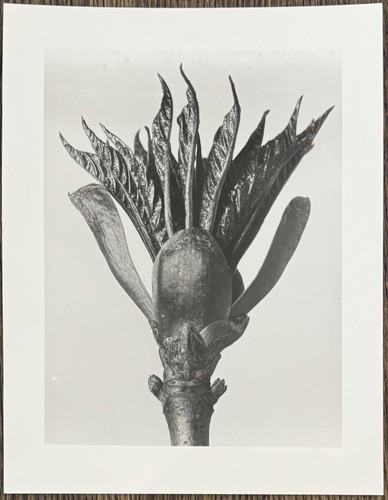 Karl blossfeldt rosskastanie - blossfeldt,,