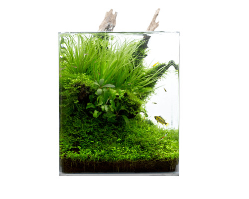 Natureholic classic cube - classic,