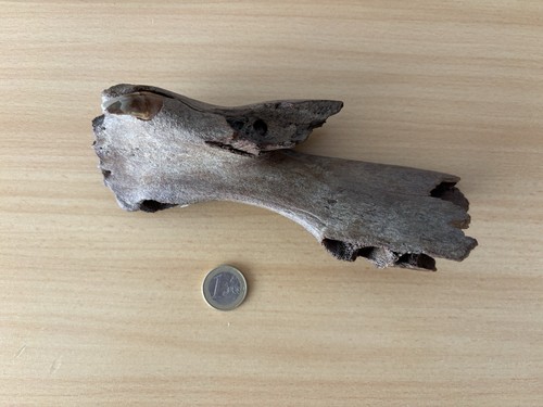 Pferd unterkiefer knochen - pferd,