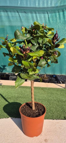Zitronenbaum stämmchen 60 - zitronenbaum, 50-60