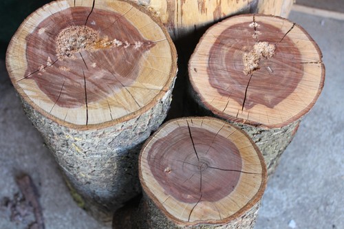 Pflaumenholz - 3,