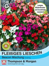 Fleißiges Lieschen 'Beacon' - Impatiens walleriana, Balkon&Terrasse, Samen, 4910