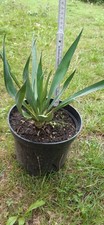 Palmlilie Lilie weiß Blume Palme Yukka Garten winterhart Gartenyucca Pflanze