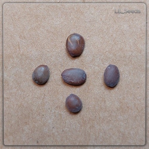 Cercis occidentalis samen - 5, x