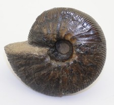 Ammonit, Prodichotomites sp